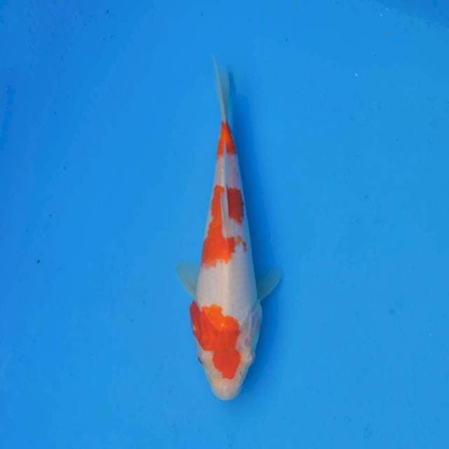 Kohaku Ori F1