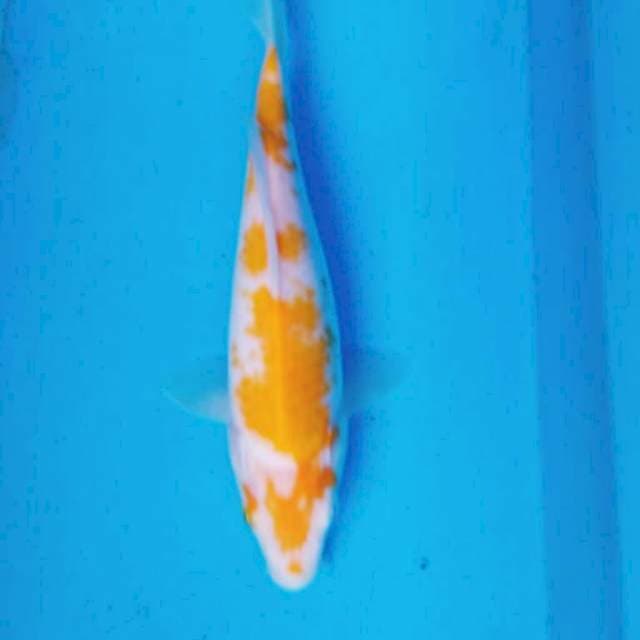 KOYO MATA MERAH