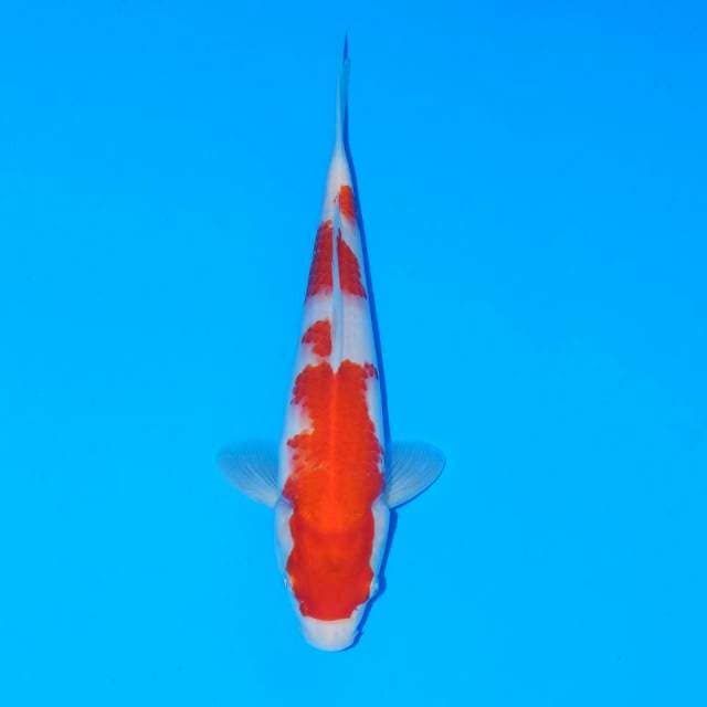 Kohaku Original