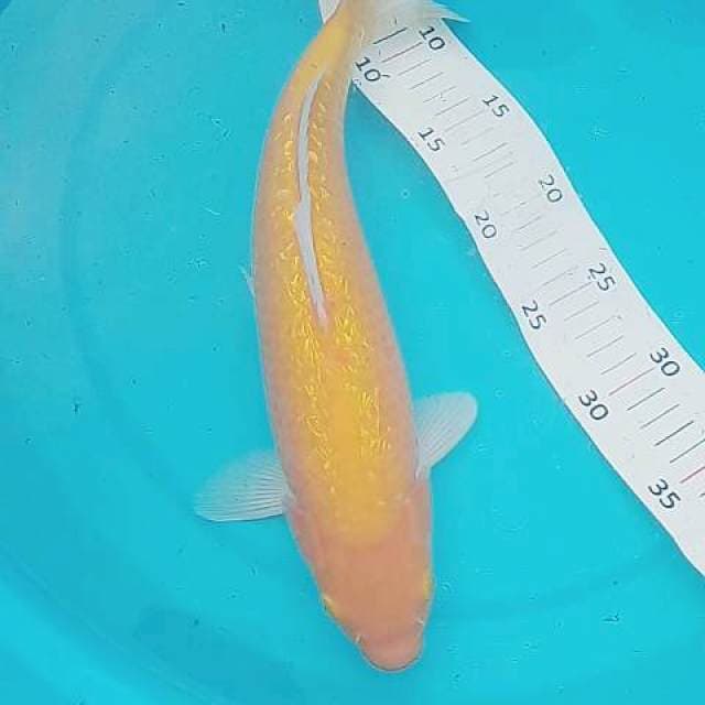 Karasin merah ginrin 35 cm