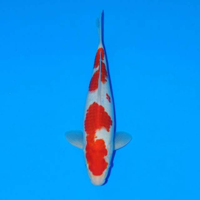 Kohaku f1 Original