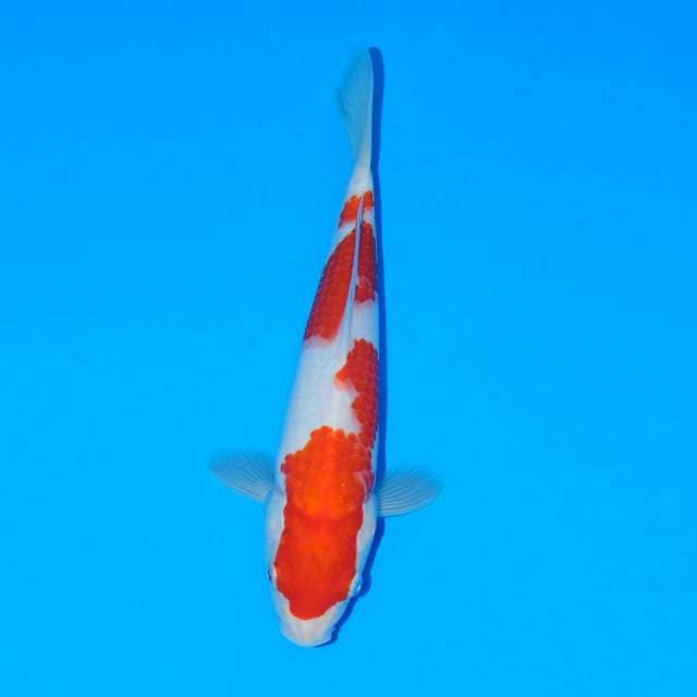 Kohaku f1ori