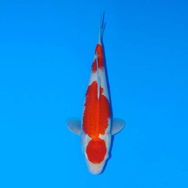 Maruten Kohaku Ori