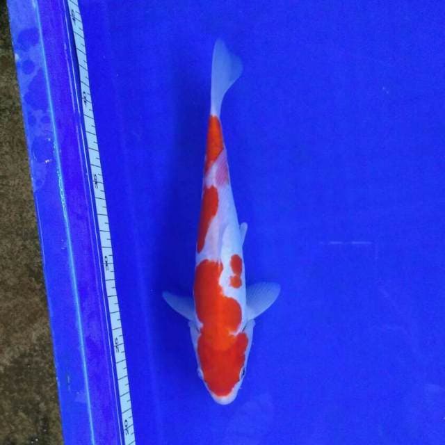 HQ kohaku 25cm