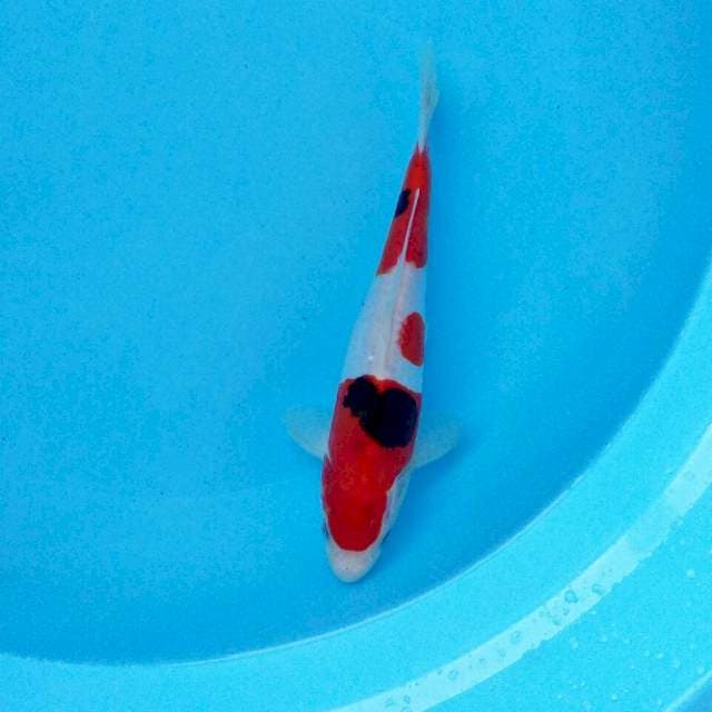 23cm Kindai tategoi doitsu murni