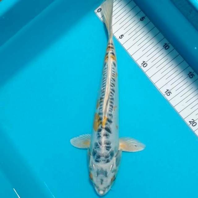 Kiko 26cm