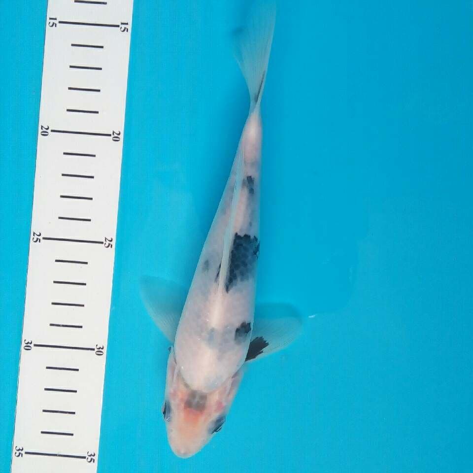 SHIRO TATEGOI 20cm