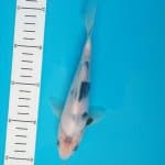SHIRO TATEGOI 20cm