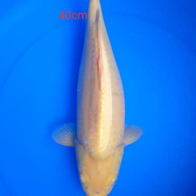 karasi mata merah