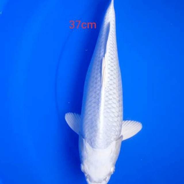 platinum putih
