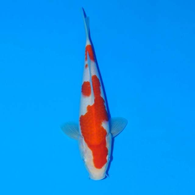 Kohaku