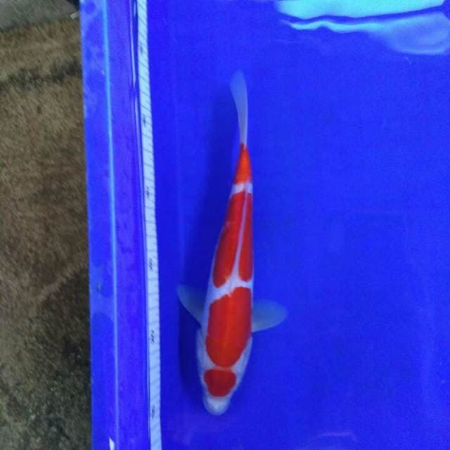Penthol korek 26cm 