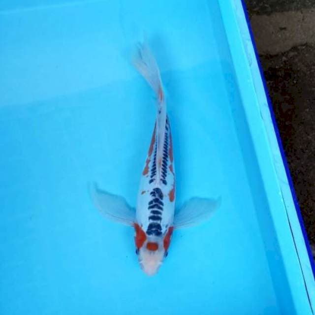 MARUTEN KUMPAY HANA SHUSUI 34 CM