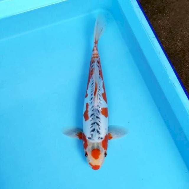 ORI MARUTEN HANA SHUSUI 34 CM