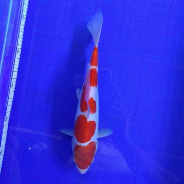 HQ kohaku 25cm