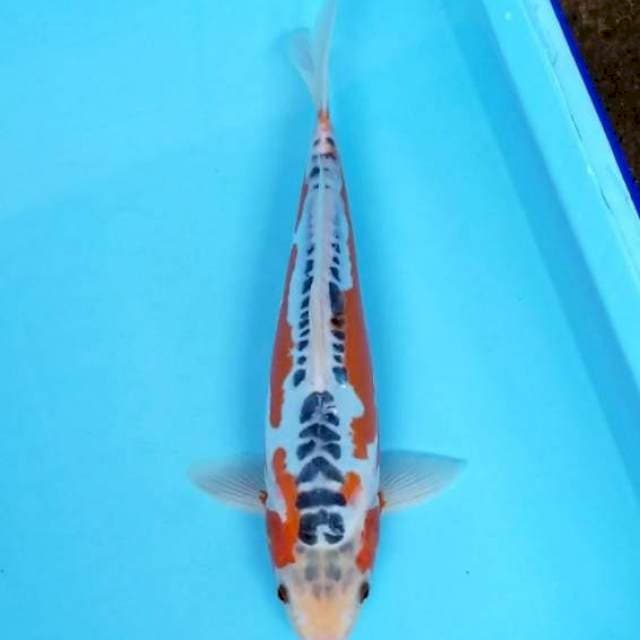 HANA SHUSUI 32 CM MALE