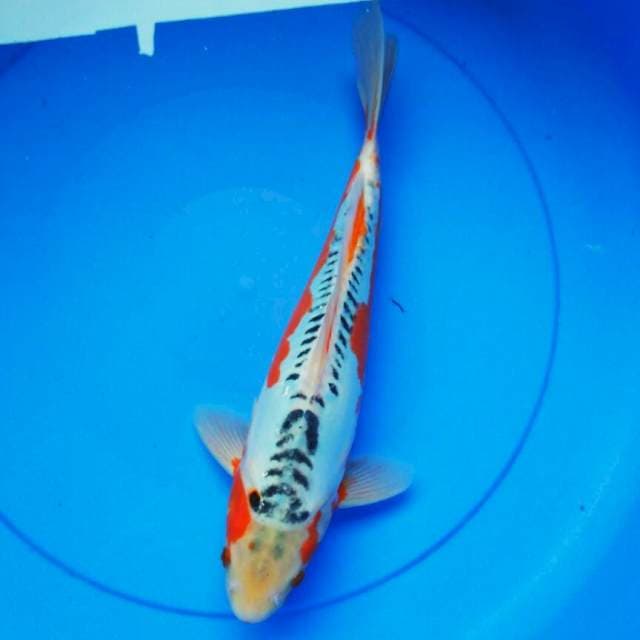 Hana shushui strong 31cm male
