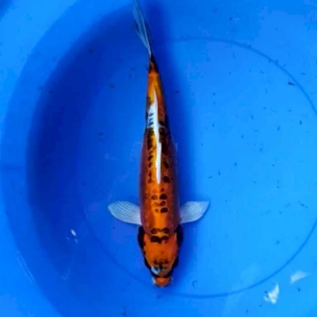 Kikokyuryu 39 cm