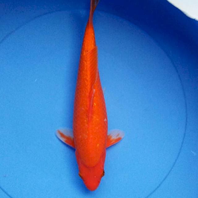 Reddish ginrin munuk 32cm male