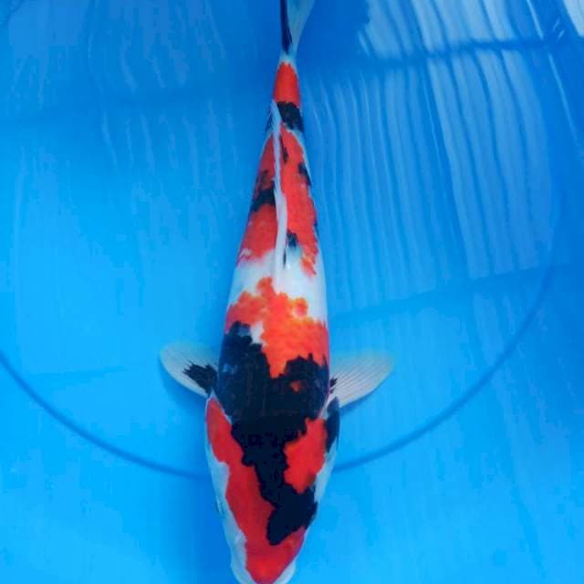 showa 38cm