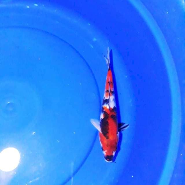 Showa 25cm..