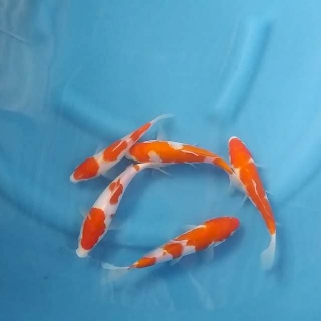 Kohaku mix