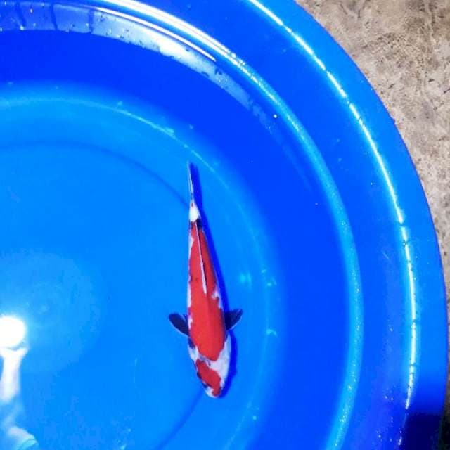SHOWA 28CM..