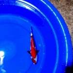 SHOWA 28CM..