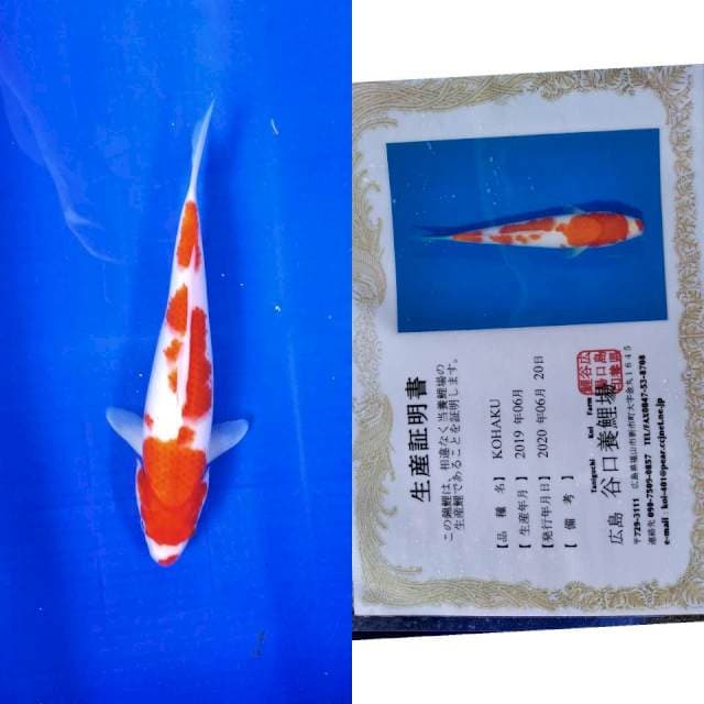 Kohaku taniguchi serti