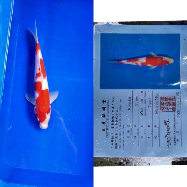 Kohaku matsue serti