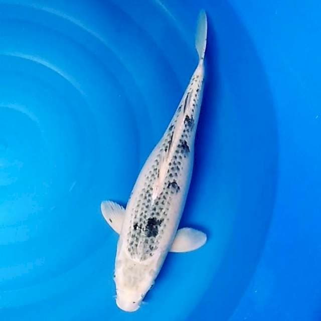 Jumbo kawari 42cm