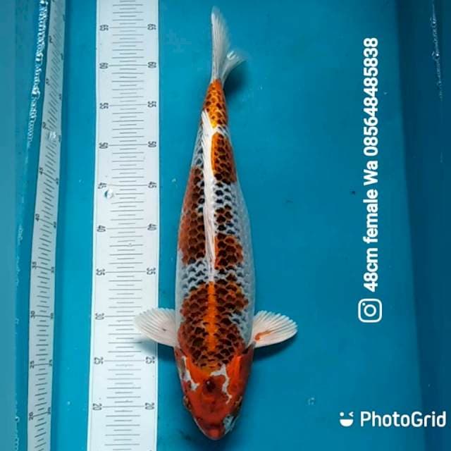 Jumbo Kujaku 48cm