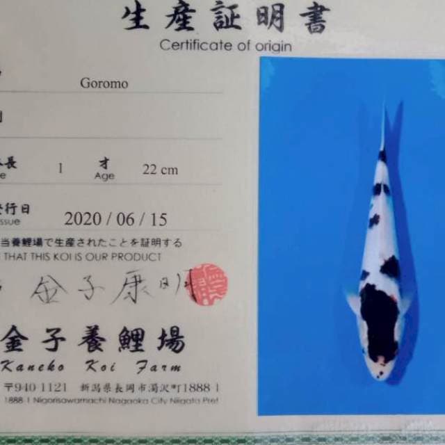 Goromo import tosai