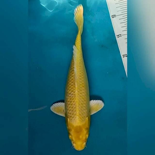 Yamabuki ogon 31cm