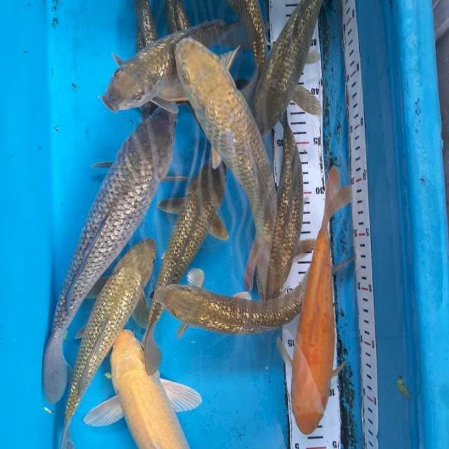 MIX rujak cingur 20-26 13 ekor