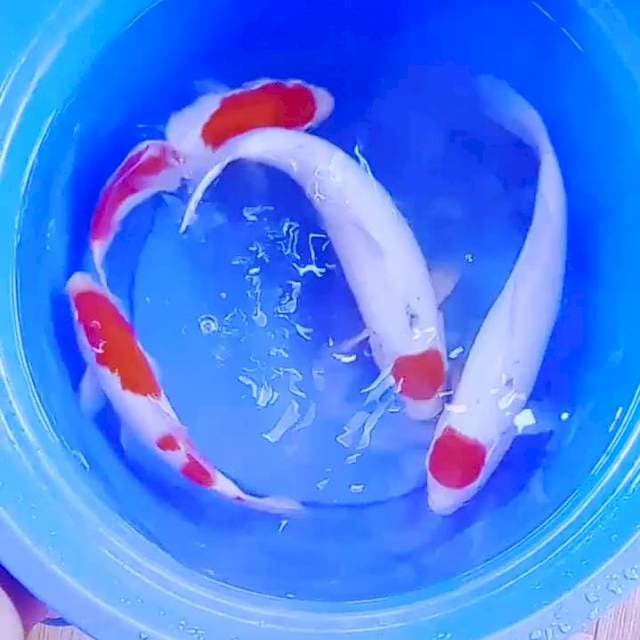 Merah putih setrong