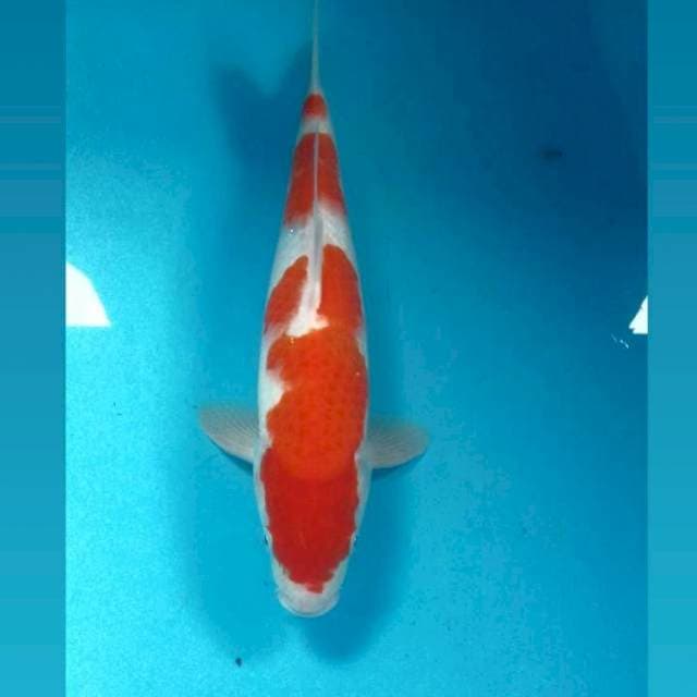 Kohaku, male 35 cm