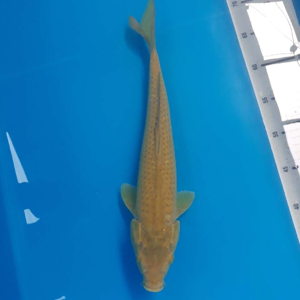 KARASHI (35cm)