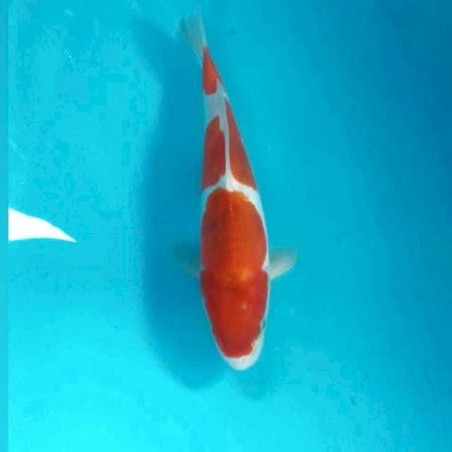 Doitsu, 26 cm