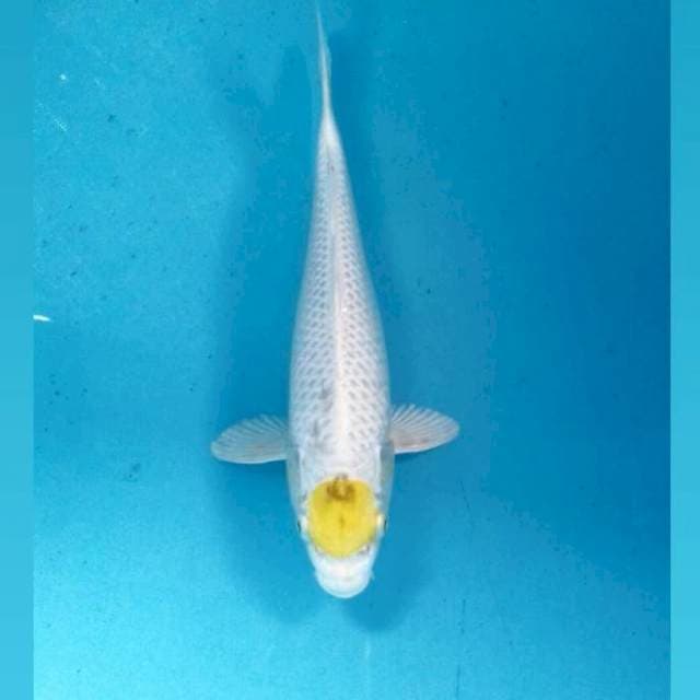 Tancho Hariwake, 29 cm