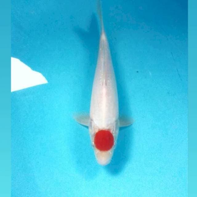 Tancho Kohaku, 24 cm
