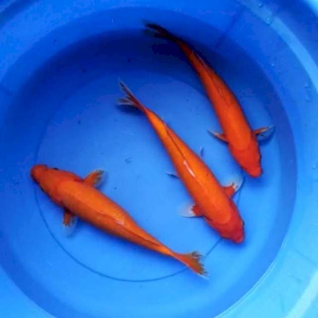 Benigoi 32-34 cm
