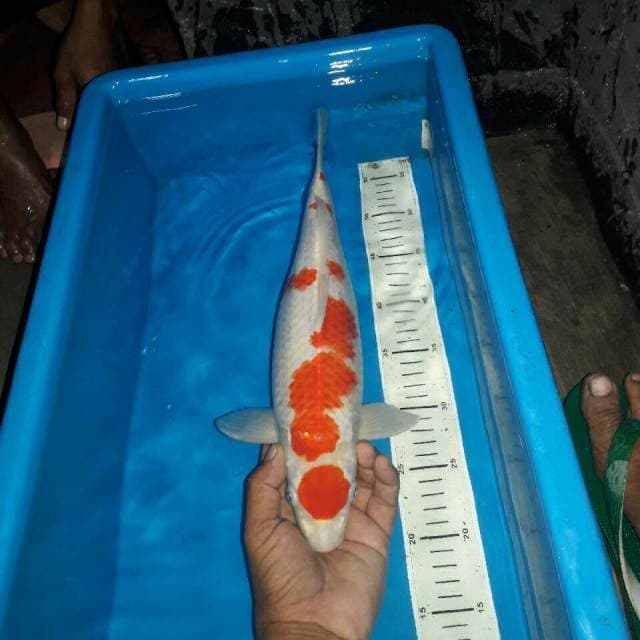 Maruten kohaku