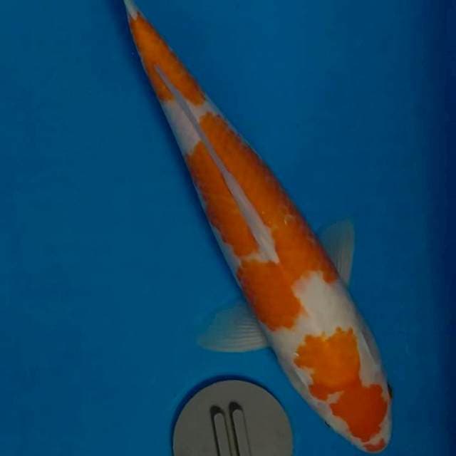 Kohaku 37cm