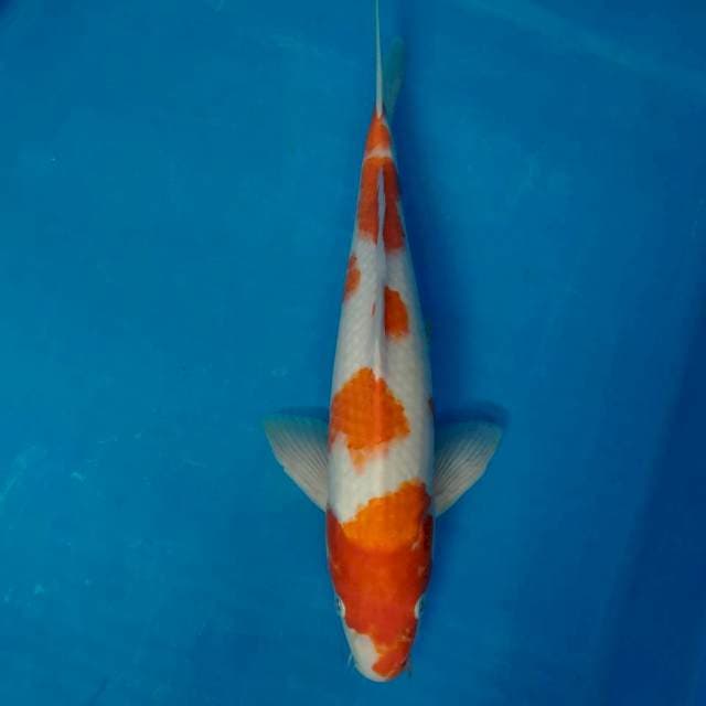 Kohaku 35cm