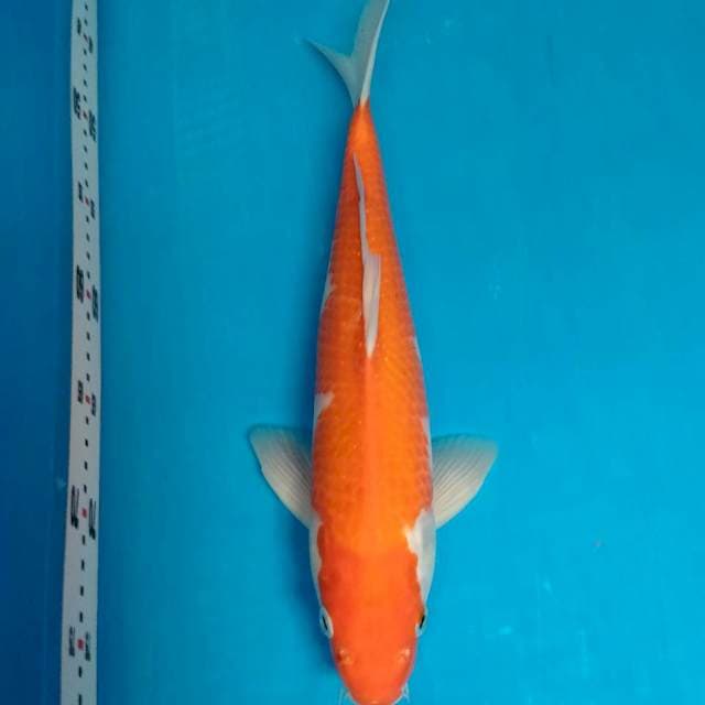 Kohaku 36cm