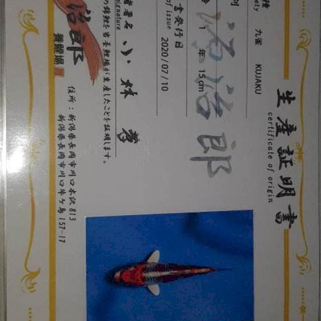 Genjiro kujaku 20BU