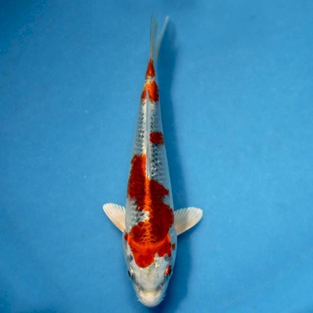 Genjiro kujaku with breeder certificate