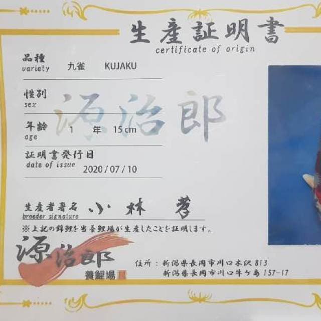 Genjiro kujaku with breeder certificate
