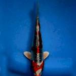 Show quality genjiro kujaku with breeder certificate